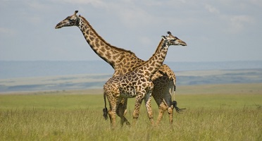 WHY TANZANIA SAFARI HOLIDAYS AREN’T CHEAP