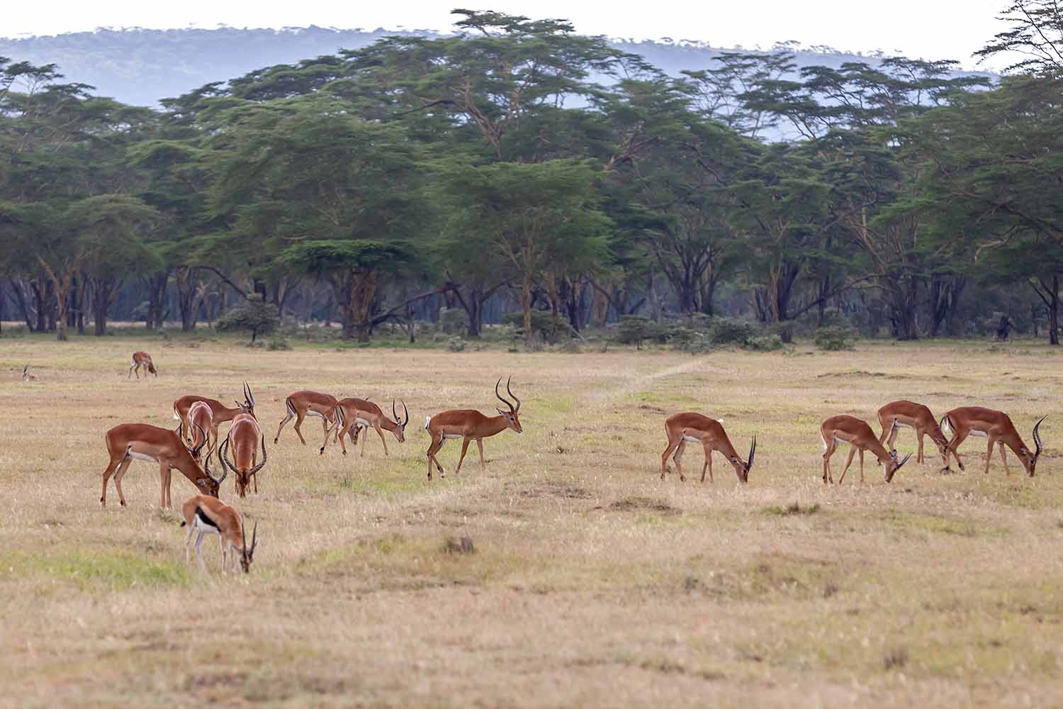 Arusha national park day trip